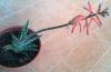Aloe variegata 2 di Patrizia.jpg